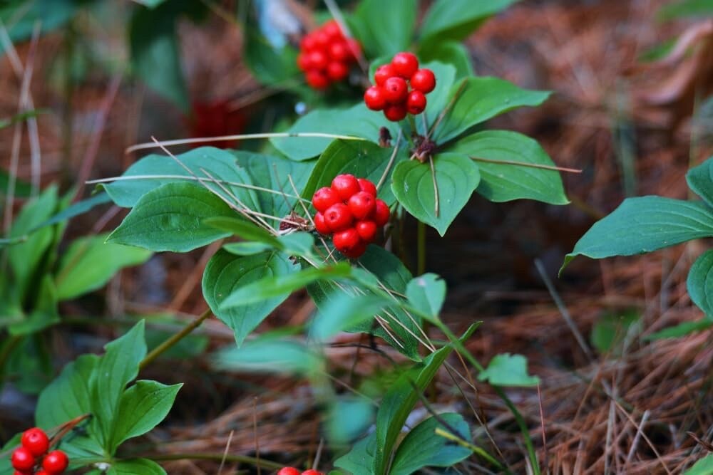 30 Bunchberry Bush Seeds for Planting – Cornus Canadensis – Bunchberry Dogwood