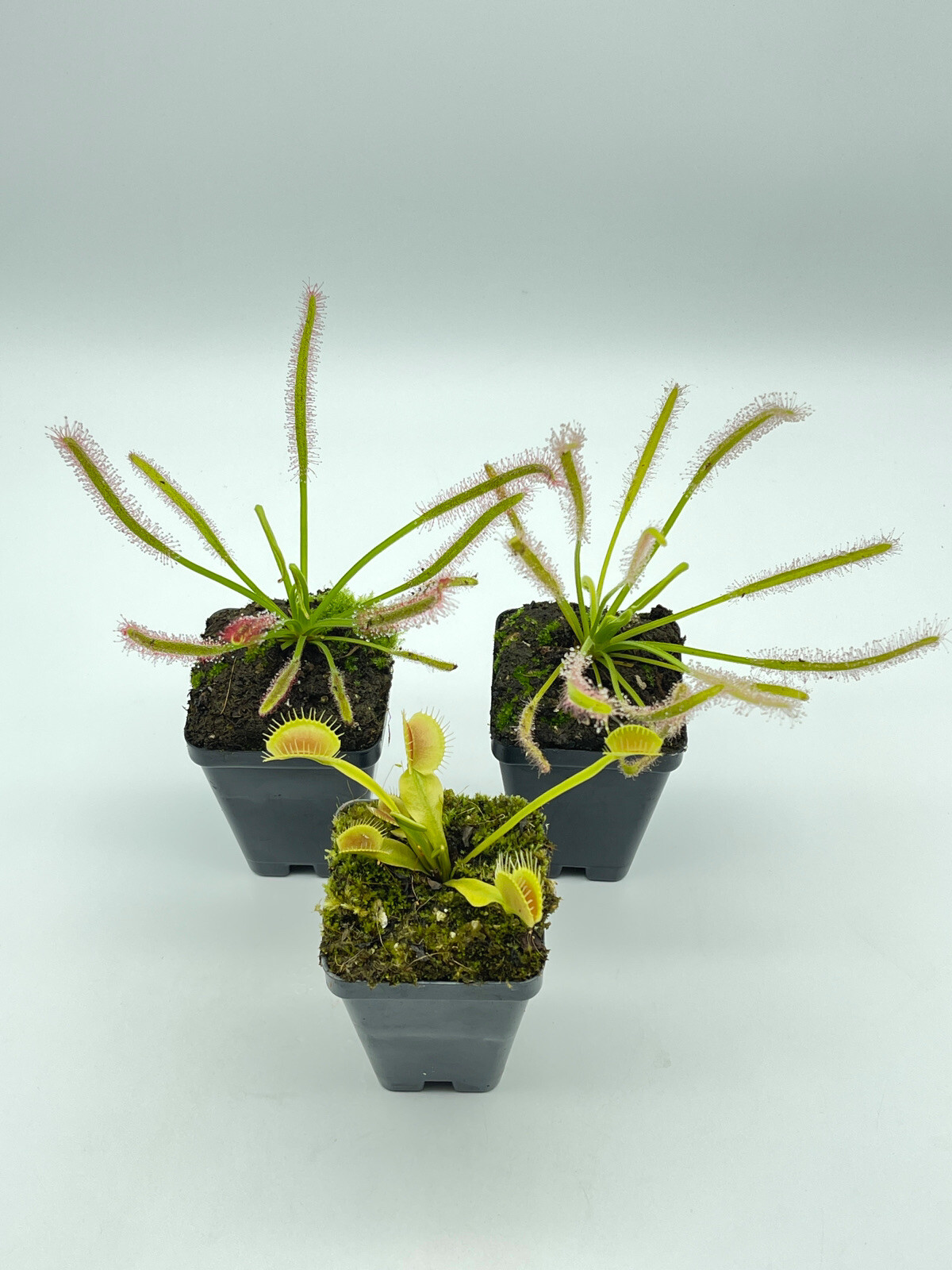 carnivorous plants starter kit Drosera Capensis Alba(1), Pink Flower(1), VFT(1)