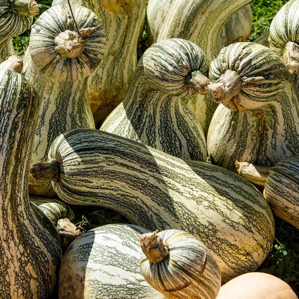 1/4 Lb Cushaw Green Striped Pumpkin Seeds – Everwilde Farms Mylar Seed Packet