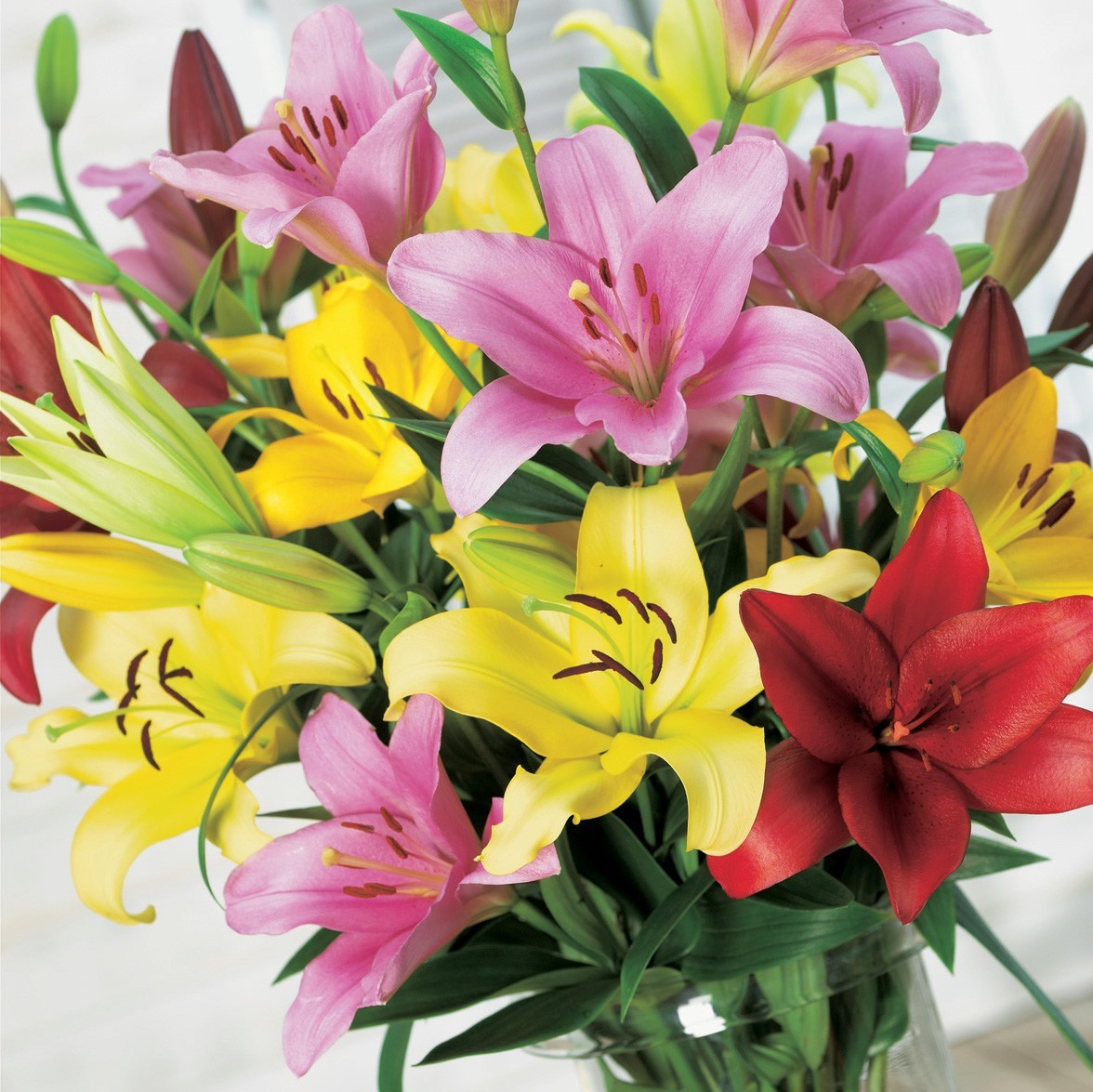 Gladiolus Flower Bulbs 30 Mix Colors Florist Bouquet Gladioli Sword Lily Plants