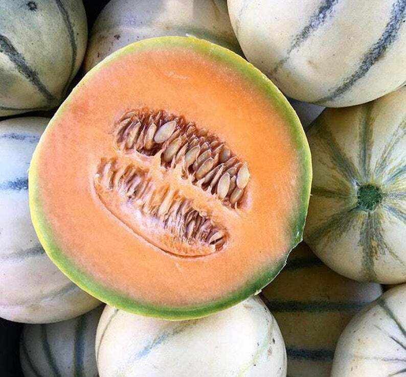Charentais Cantaloupe Seeds 25+ French Melon Fruit USA SELLER FREE SHIPPING