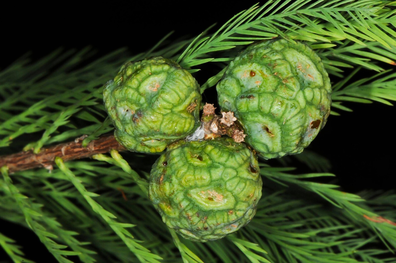 Montezuma Cypress Tree | Premium Seeds | Taxodium mucronatum | Plants’®
