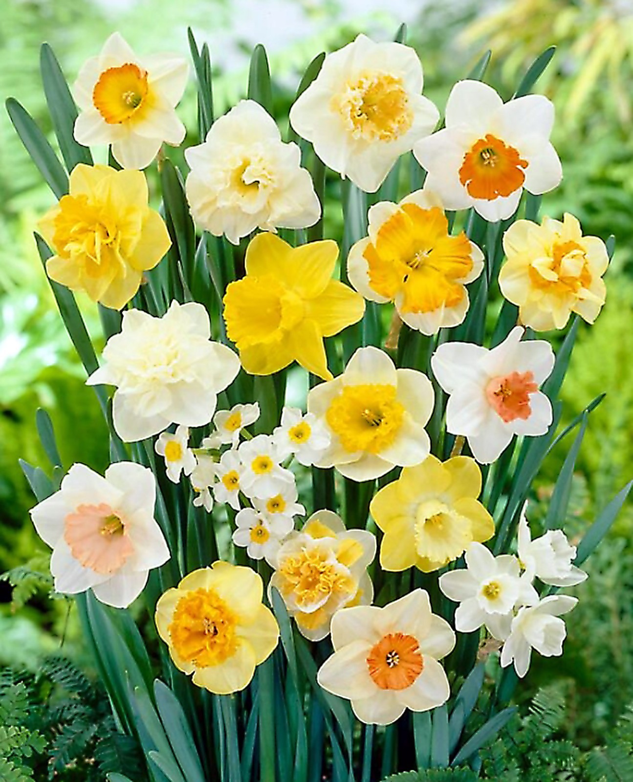 (10-PACK) Daffodil bulbs – Trumpet Mix; Red-Devon or similar *SPRING BLOOMS*