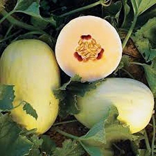 30 CRENSHAW MELON Muskmelon Cranshaw Cucumis Melo Fruit Seeds *Flat S/H