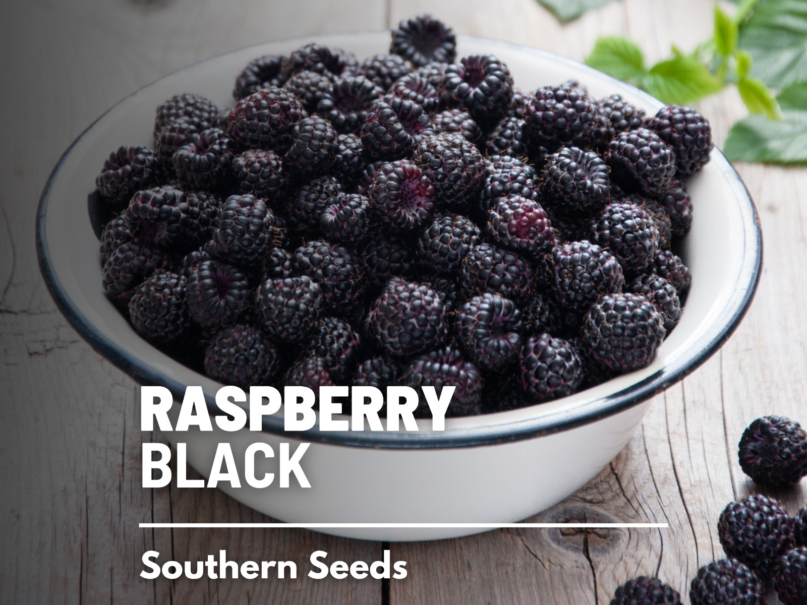 Raspberry, Black – Thimbleberry – Heirloom Seeds – Non GMO (Rubus occidentalis)