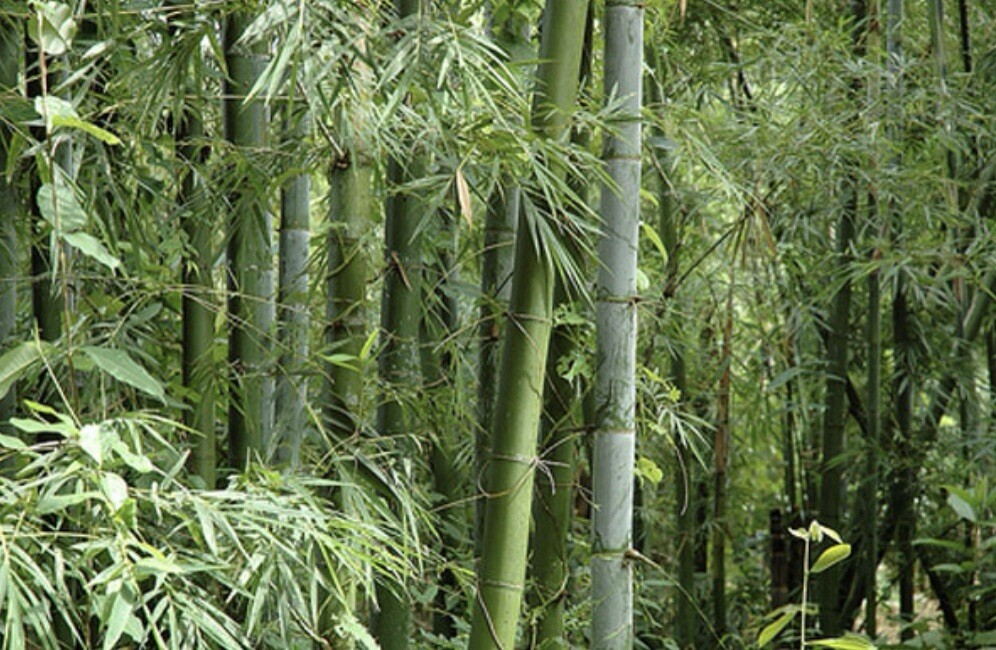 10 SEEDS Giant Indian Thorny Bamboo | Perennial | Bambusa Bambos