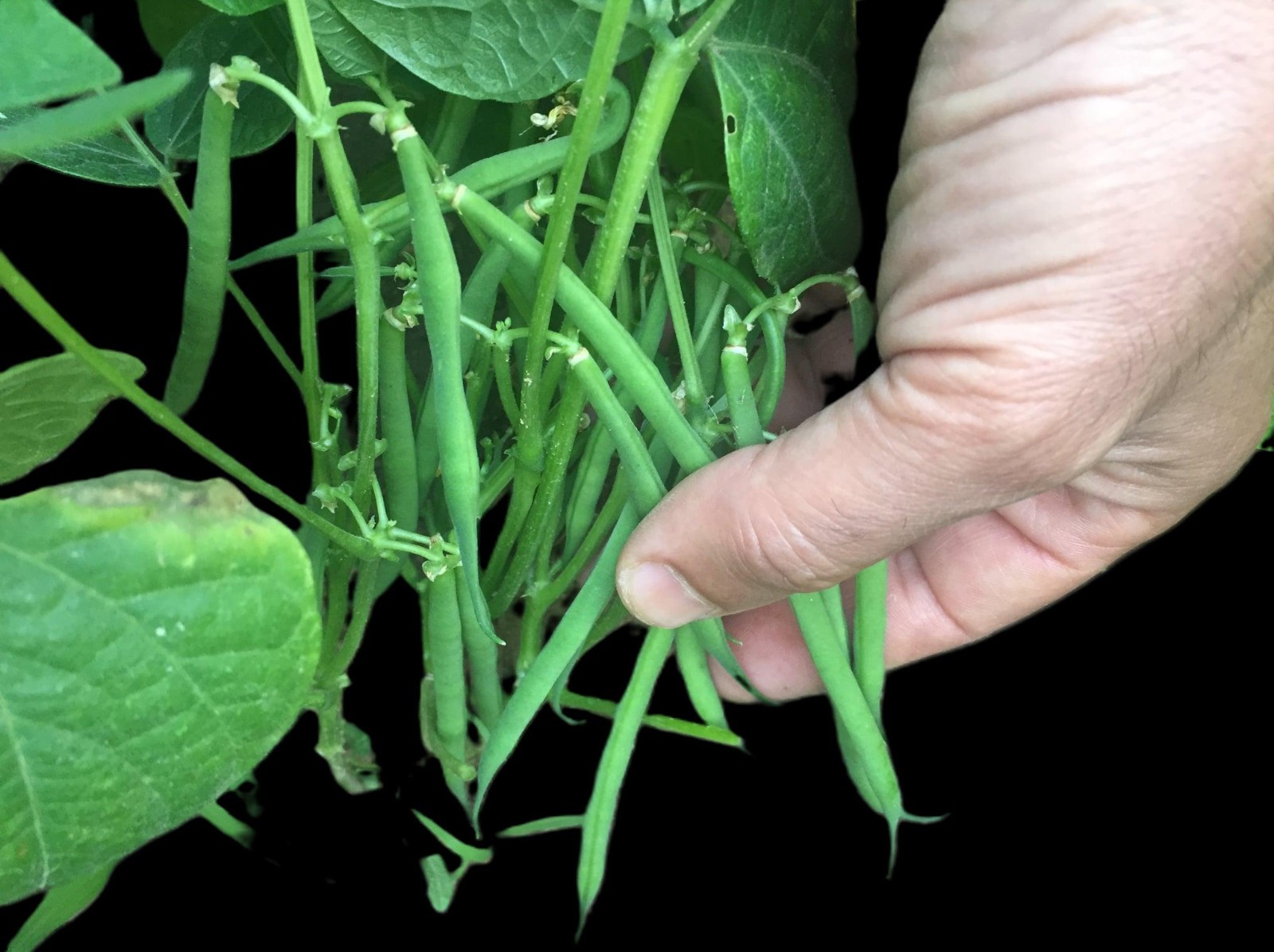 Black Turtle Bean Seeds Treated. FREE SHIPPING!