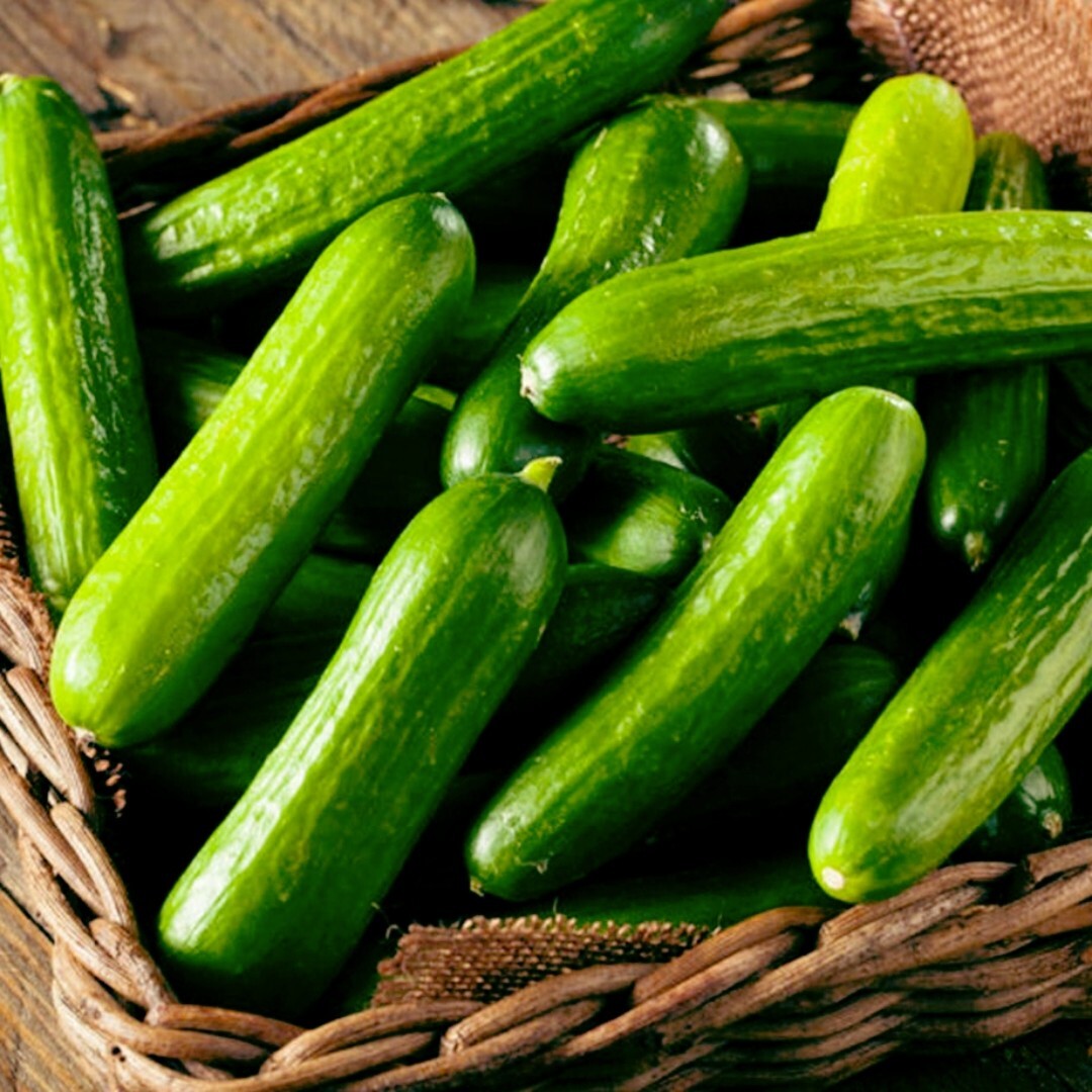 25 Beit Alpha CUCUMBER SEEDS | Early 55 days maturity | crisp and sweet