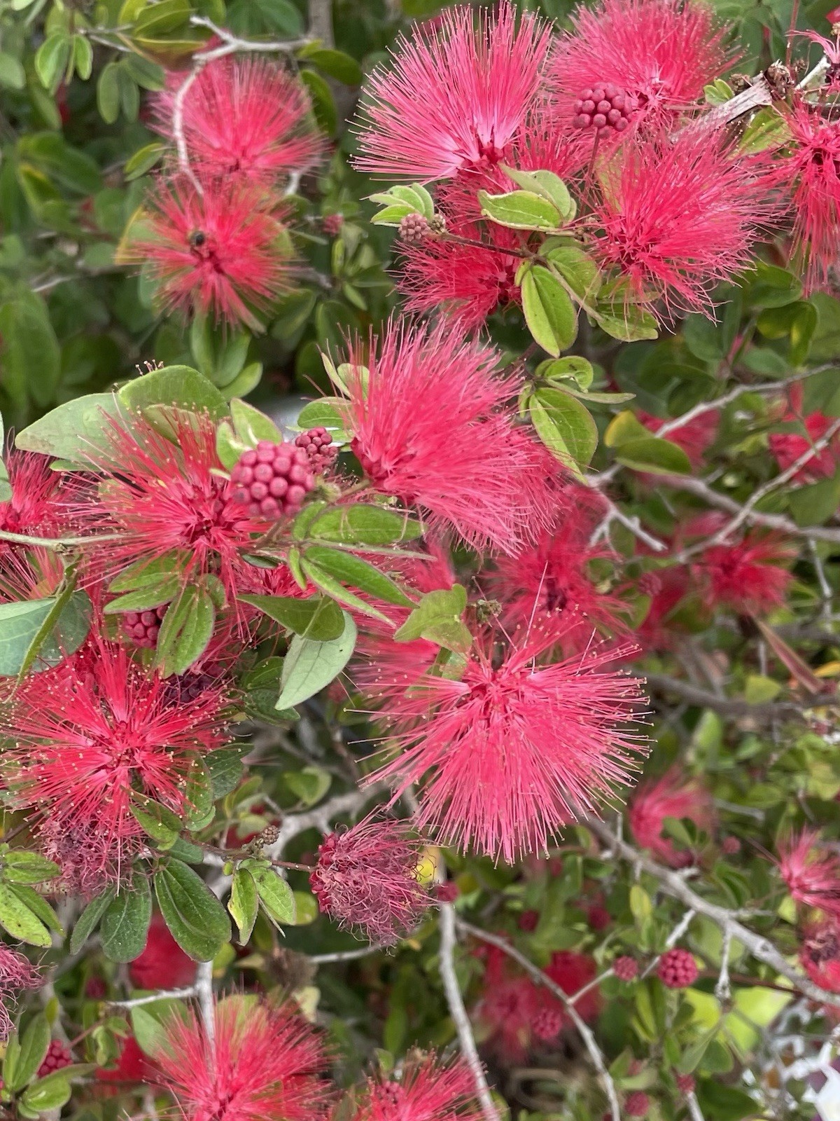 5 Red Dwarf Calliandra Haematocephala – Powder Puff Seeds – Hummingbird Heaven