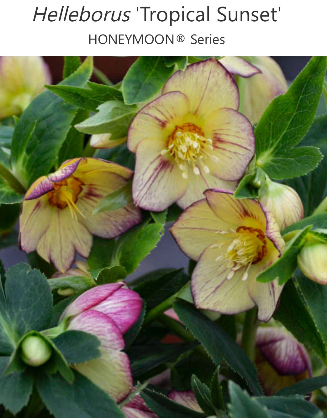 Helleborus Tropical Sunset Live Plant.
