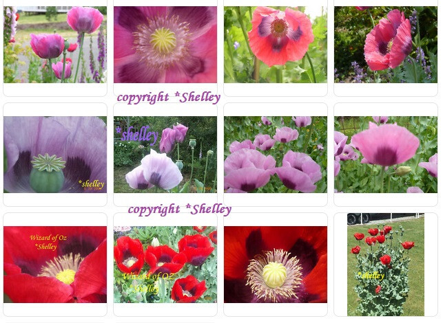 Best Seller! Tazzy Purple, Wizard Red, Afghan Pink Mix 10,000 seeds PoppyQueen👑