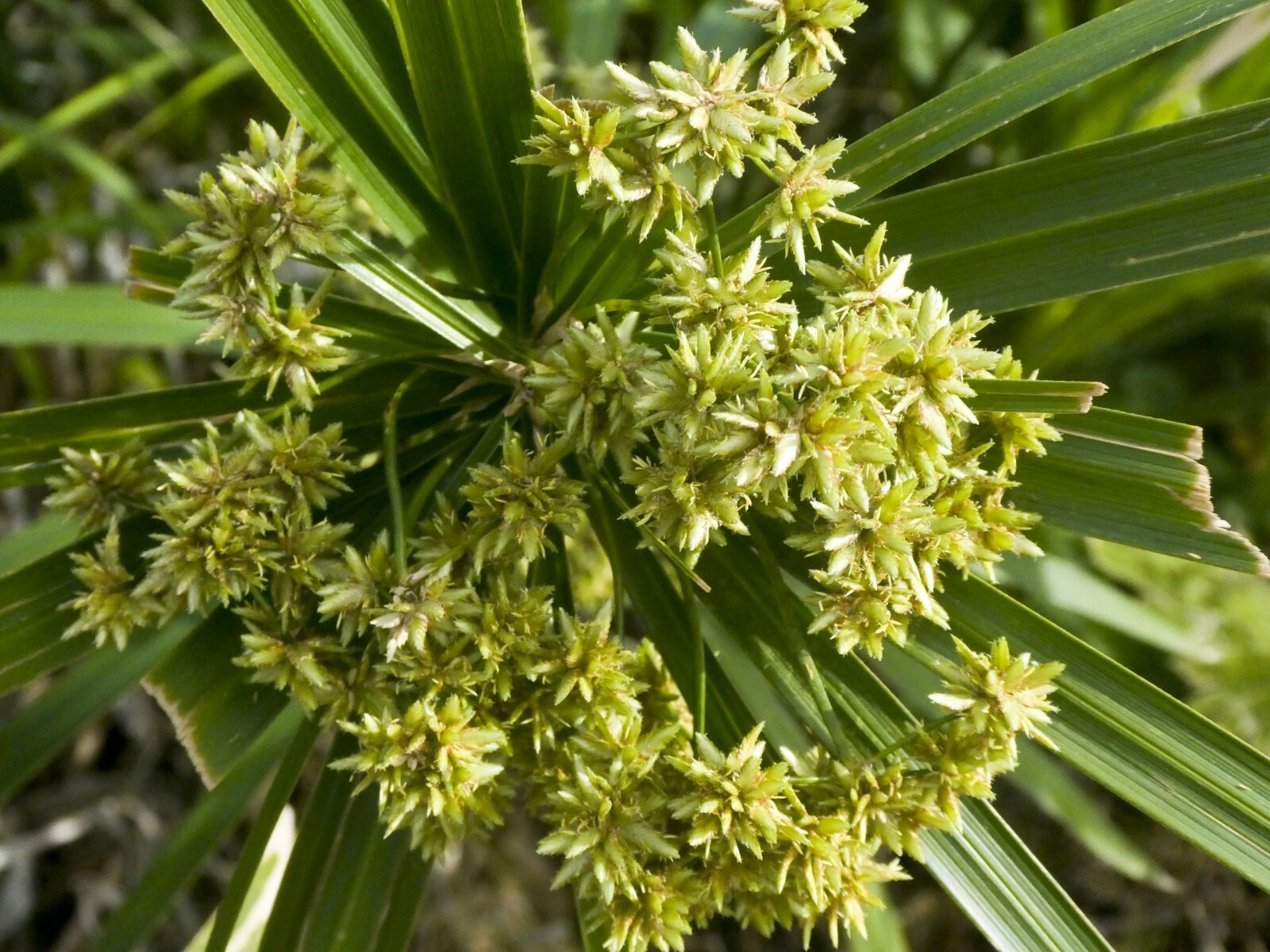 400 Lovage seeds Levisticum officinale