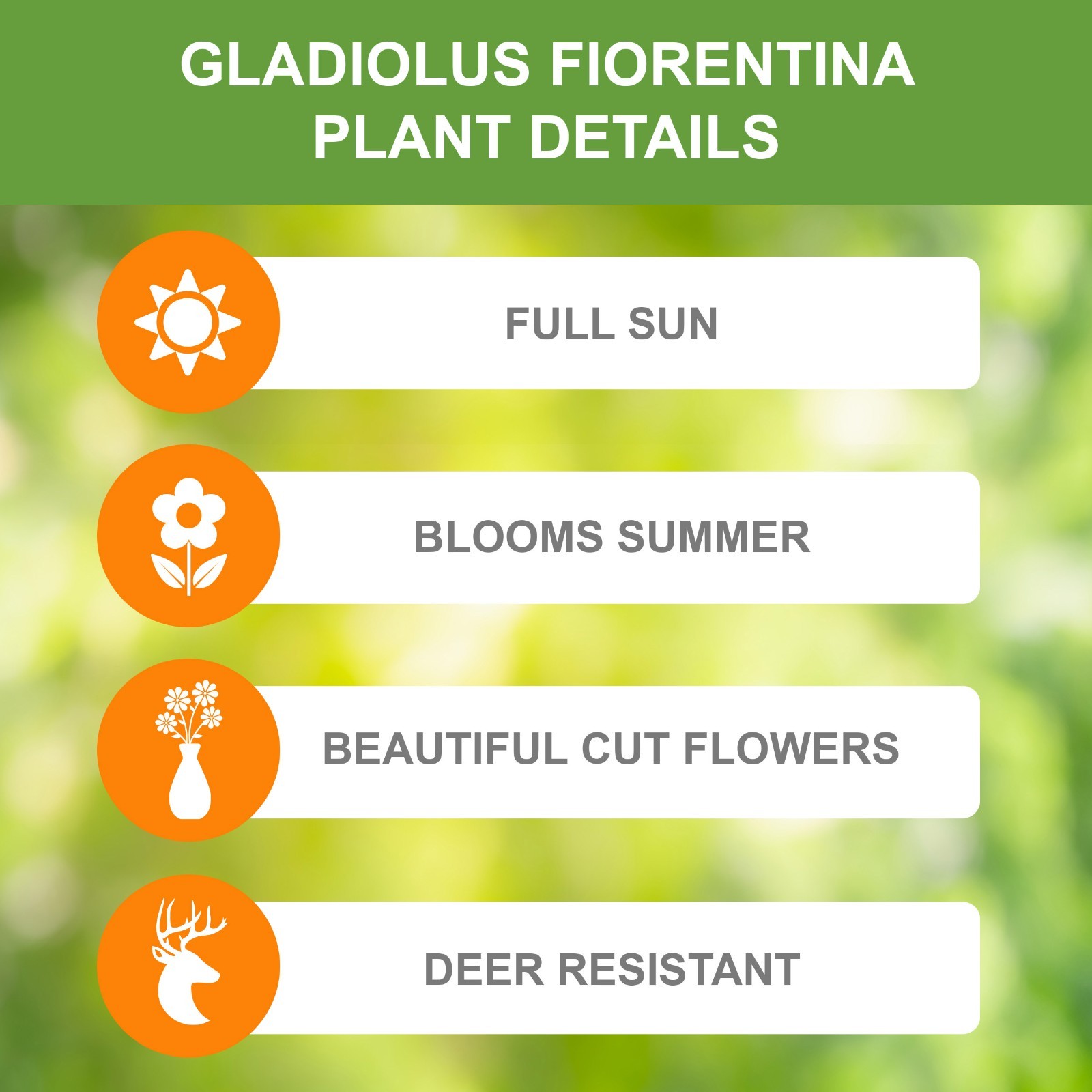 Garden State Bulb Fiorentina Gladiolus Flower Bulbs, 12/14cm, Spring Planting