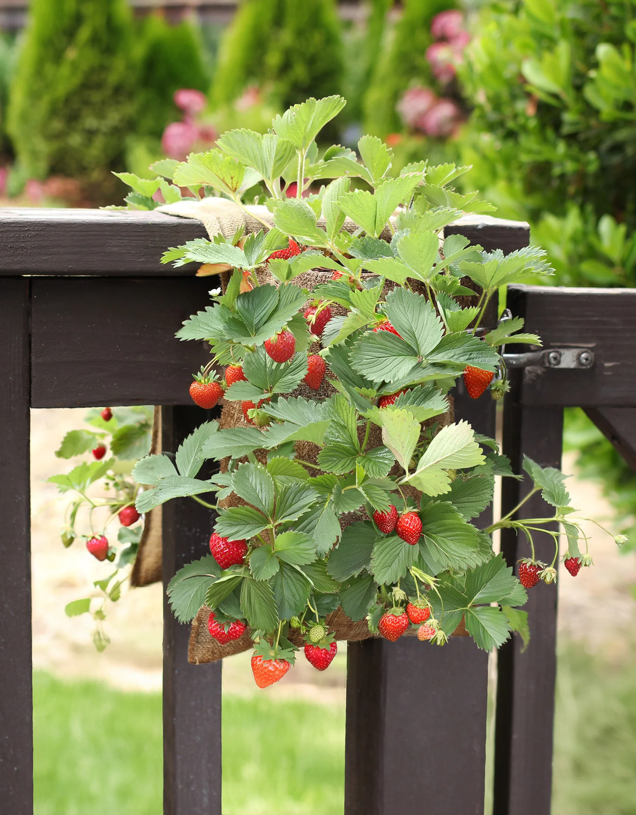 Hang & Grow® Canvas Hanging Bag – 2″ Holes