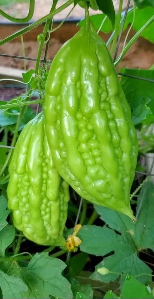 Bitter Melon, Momordica Charantia, Bitter Gourd – 10 Seeds – USA