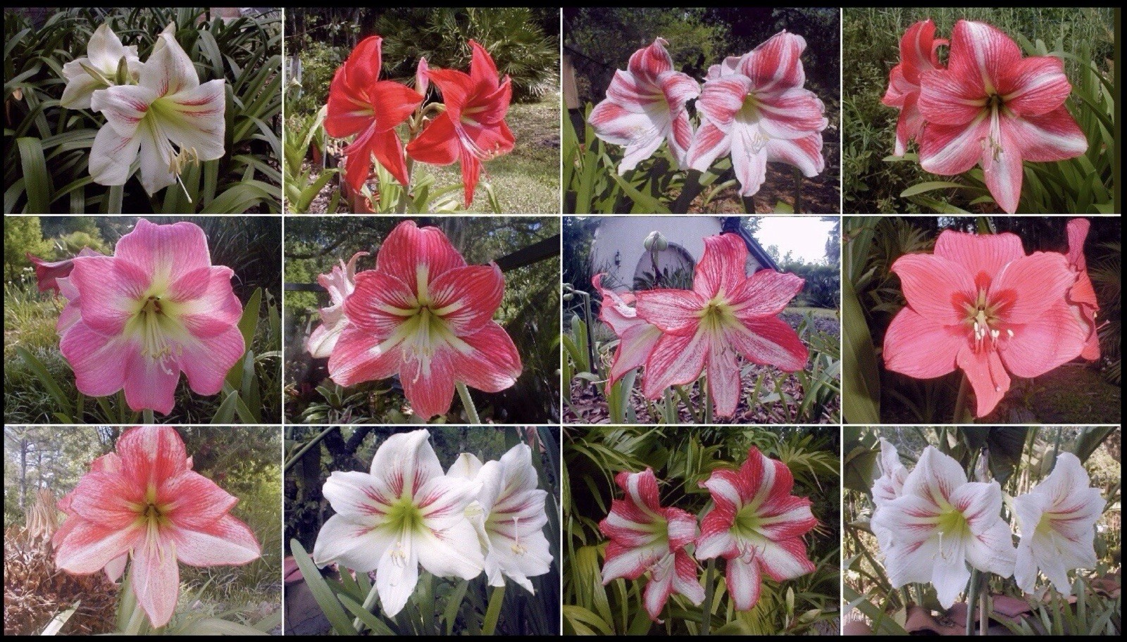 Amaryllis Seeds Mixed Colors —- 50 Fresh (2026) Seeds