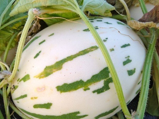 10 Snow Leopard Melon Seeds Unique Beautiful Rare White flesh fruit Asian small