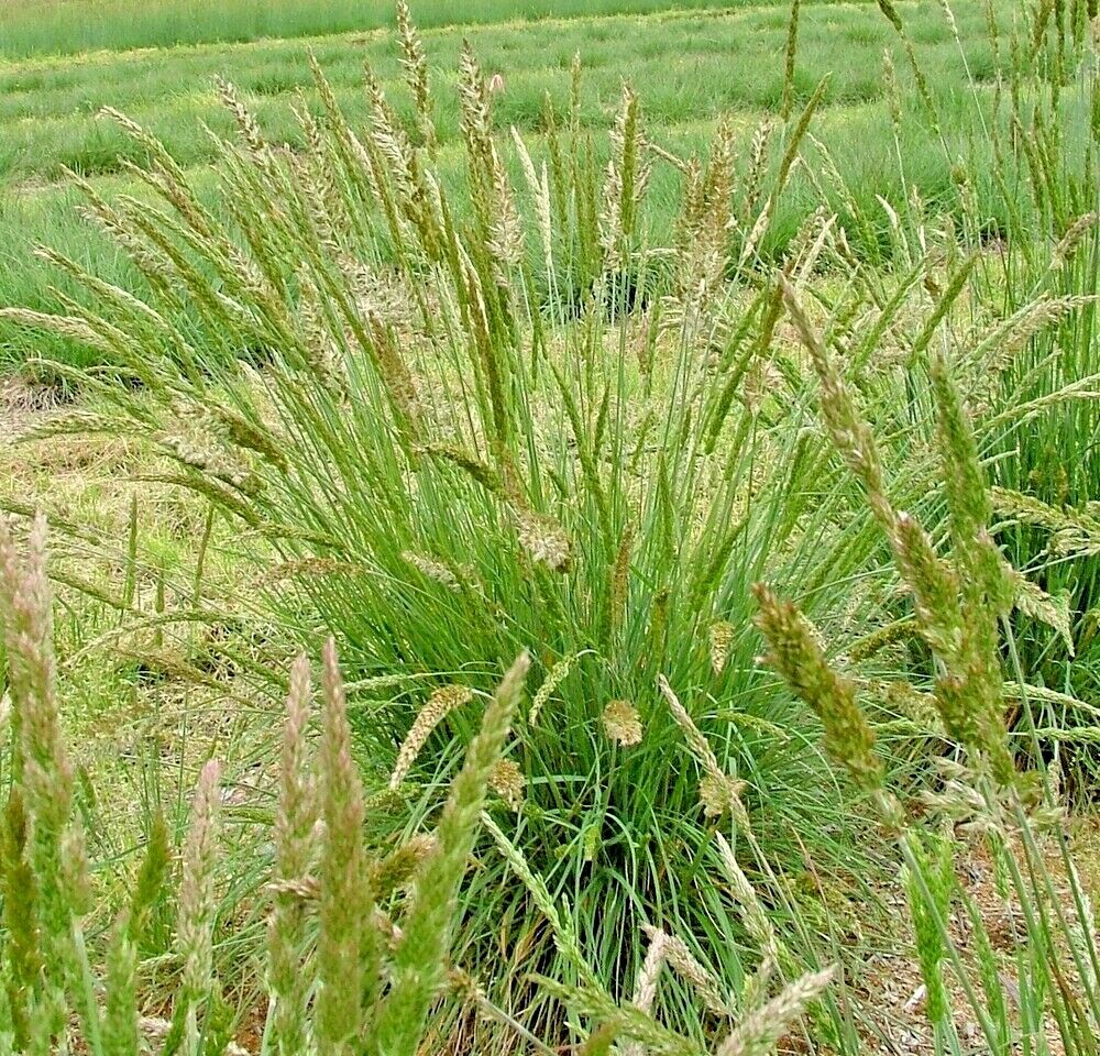 501+PRAIRIE JUNE GRASS Seeds Native Ornamental Drought Heat Cold Container Easy