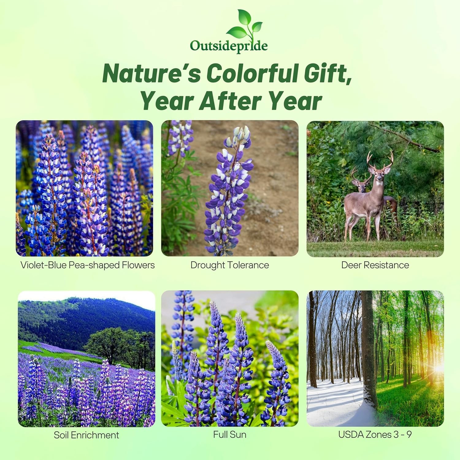 1 LB Blue Perennial Lupine Seeds For Planting | Lupinus Perennis Wild Flower