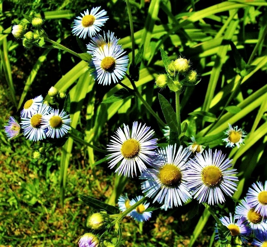 Chamomile 3500+ Seeds, Teas + Medicine