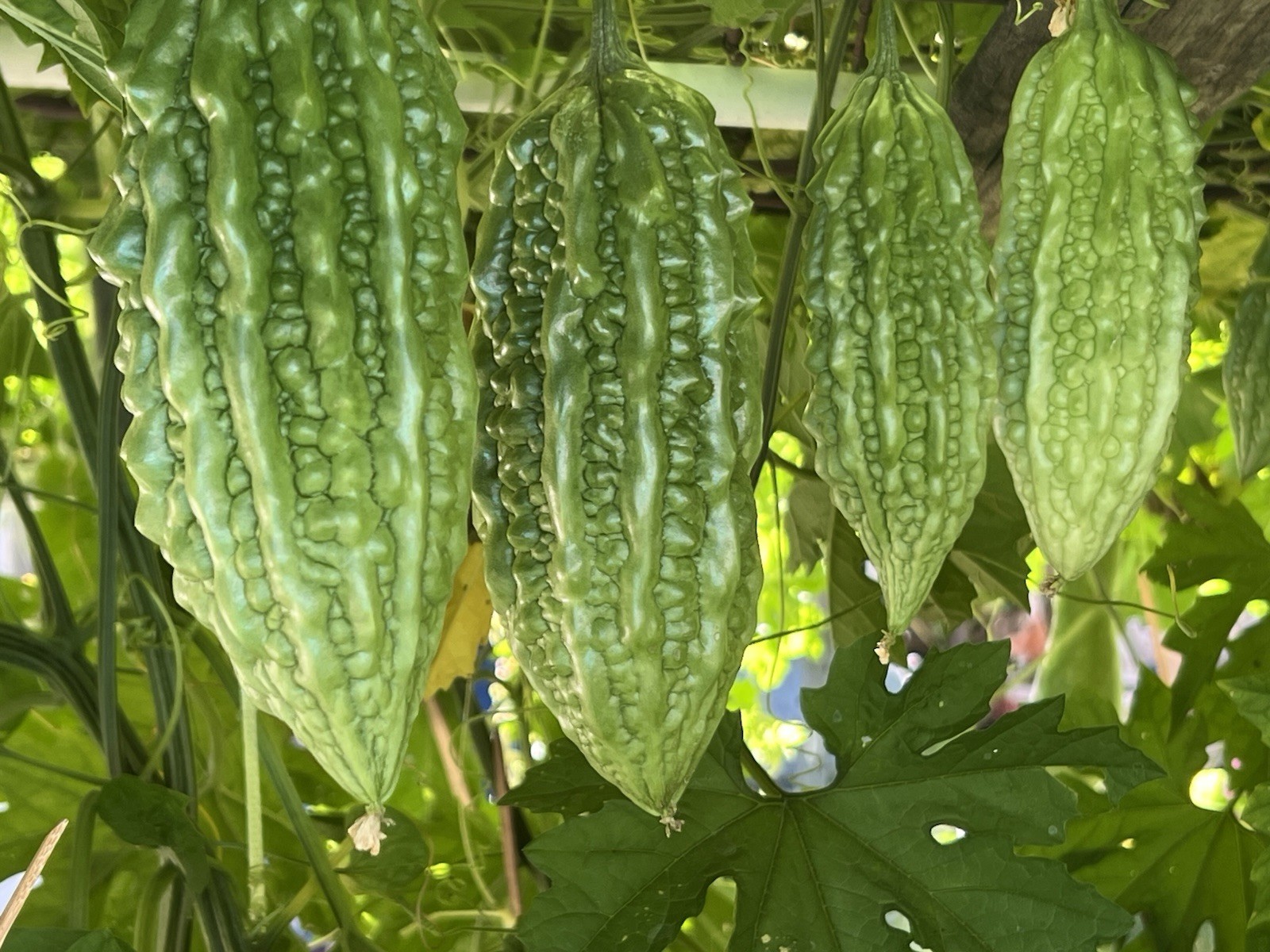 2 Pot Bitter Melon Plant Starter Live Plant Ready To Plant