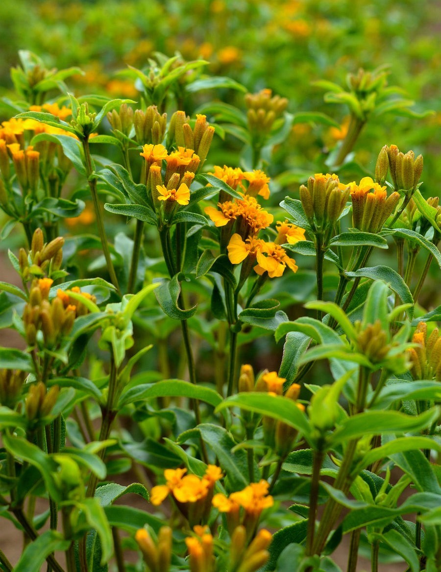 200+ Tarragon Seeds (Tagetes – Mexican Mint Medicinal Herb Spice & Flower
