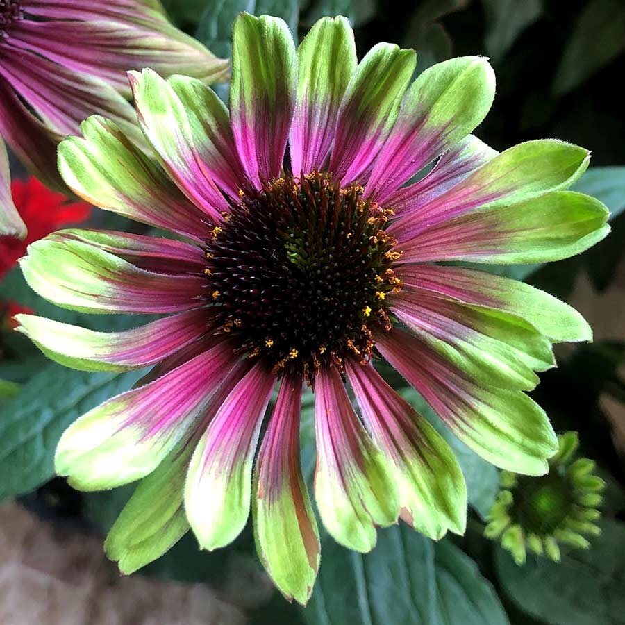 Rare Echinacea: A Delightful Long-lived Coneflower for Pollinators