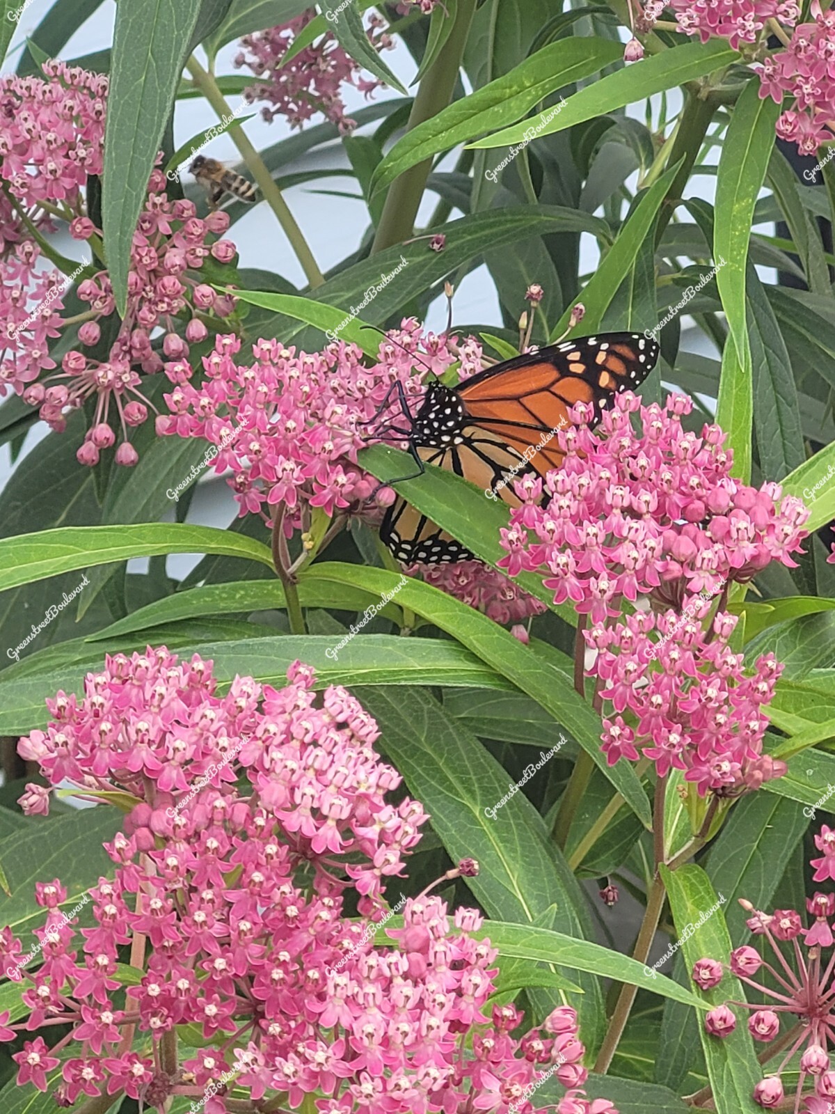 50 Seeds-Asclepias incarnata Swamp Milkweed ‘Cinderella’ Perennial in Zones 3-9