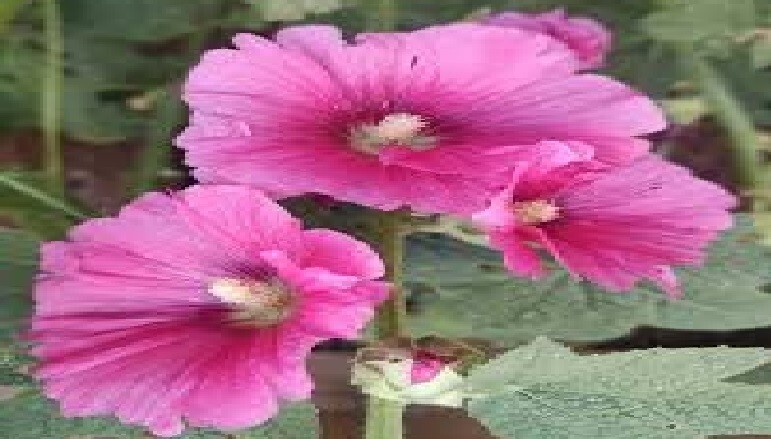 Hollyhock Biennial All Mixed Colors 50 Seeds USA Seller Home Grown USA