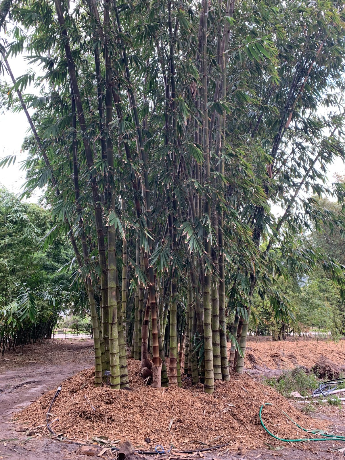 Asper Bamboo- Dendrocalamus asper **NON-INVASIVE, CLUMPING**