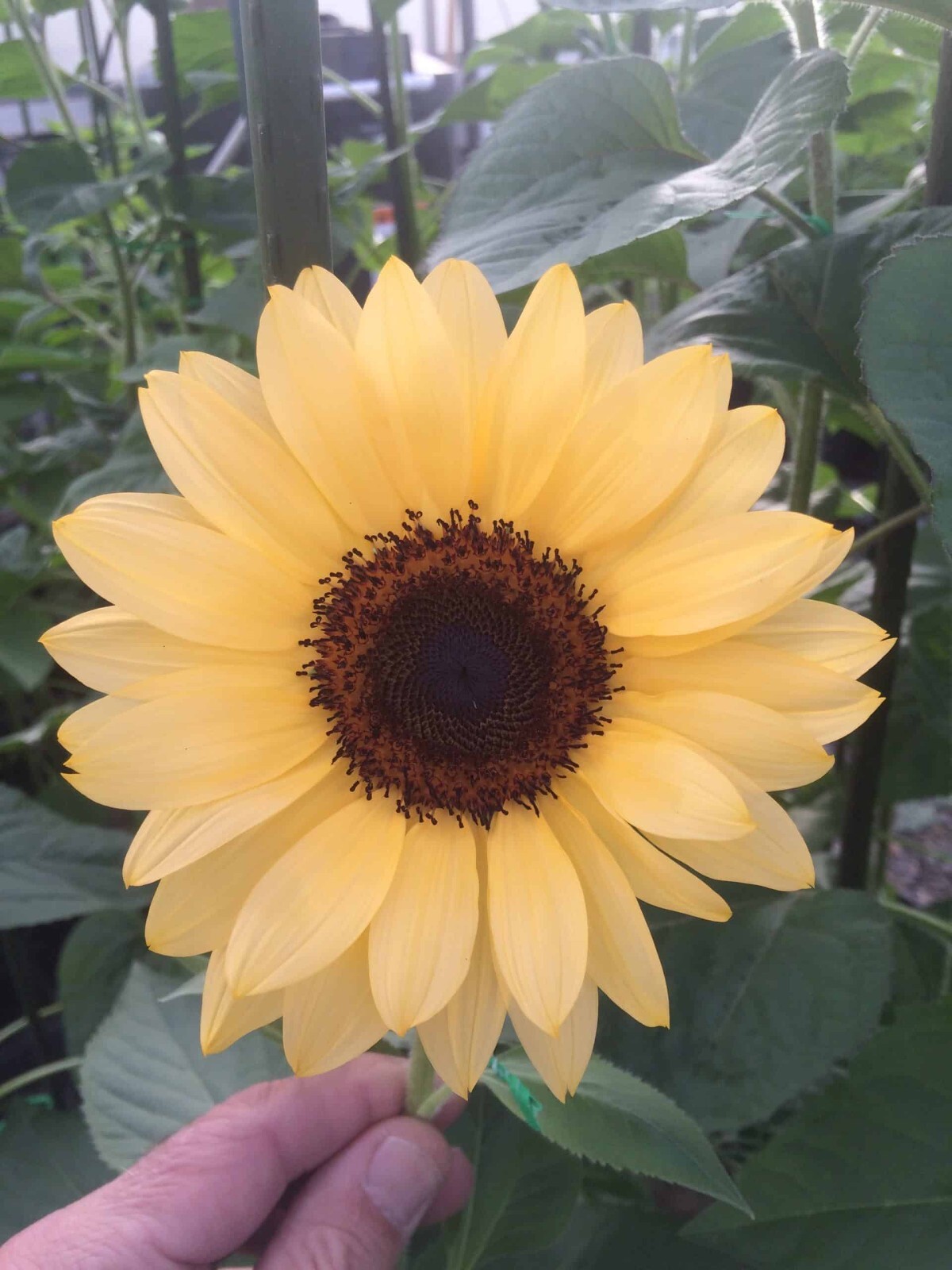20 Peach ProCut Sunflower Seeds, Annual, NON GMO, A NEW & UNIQUE COLOR