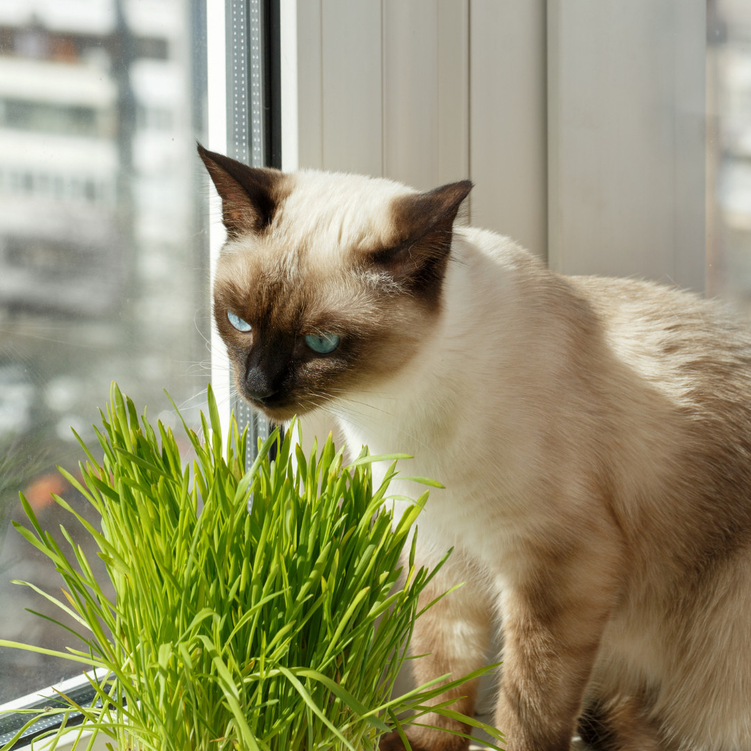 Fresh Cat Grass Seeds | Wheatgrass | Cats | Health | Heirloom Non-GMO | Pets
