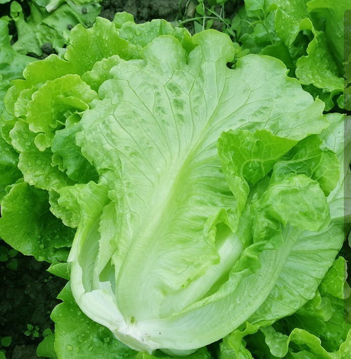 1000+All Season Romaine Lettuce Seeds Italian Yearly Lettuce USA
