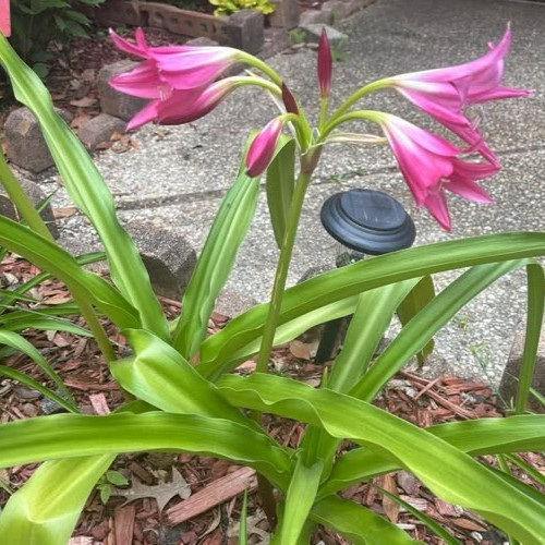 Crinum Lily Ellen Bonsanquet Nice Healthy 2 Small size Bulbs