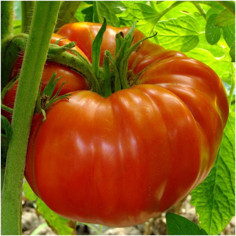 Beefsteak Heirloom Tomato Seeds, NON-GMO, Slicing Tomato, FREE SHIPPING