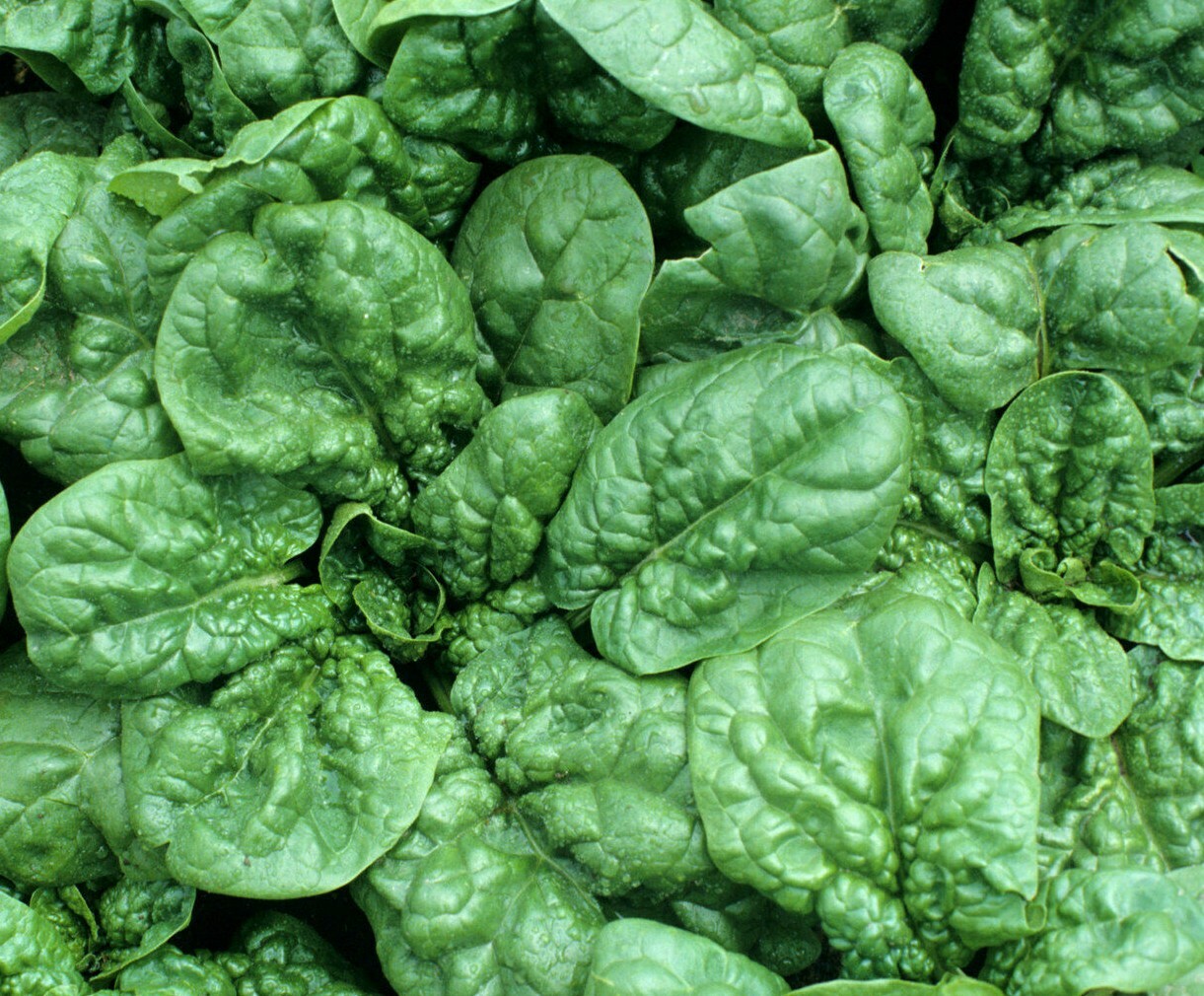 SPINACH SEEDS GIANT NOBLE 100+ vegetable garden LEAFY greens SALAD FREE SHIPPING