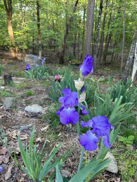 1 purple Bearded Iris Rhizome root ~ Bulb ~Rhizomes ~ Tall Heirloom