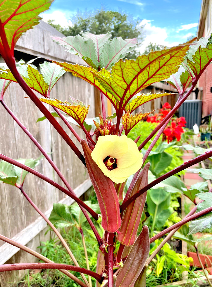 50+ Huge Red Burgundy Okra Organic Heirloom Seeds