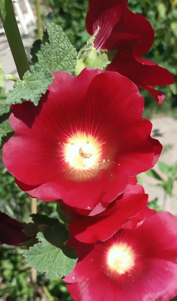 Light Pink Hollyhock – (100+) Seeds 1.5 g.