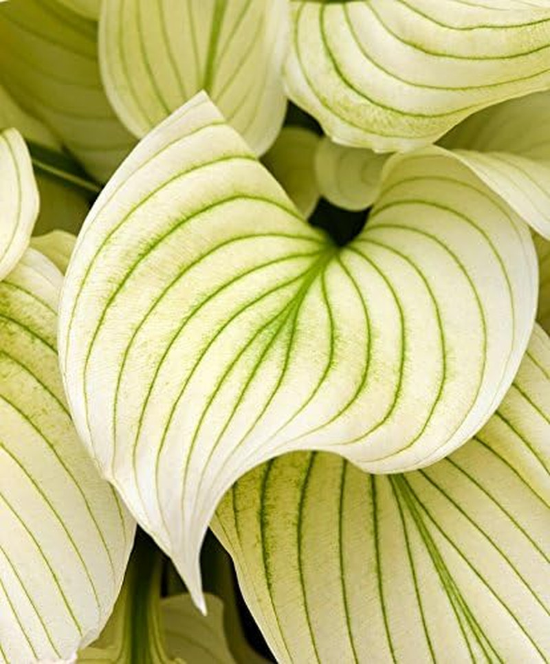 White Feather Hosta Flower Root – Attracts Butterflies and Hummingbirds – Grows