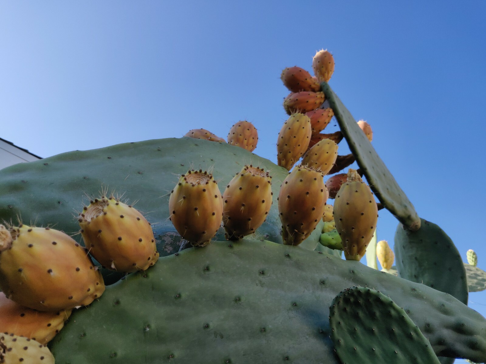 60 Opuntia Prickly Pear Cactus Fruit Tuna Sabra Cactus Organic Seeds Semillas