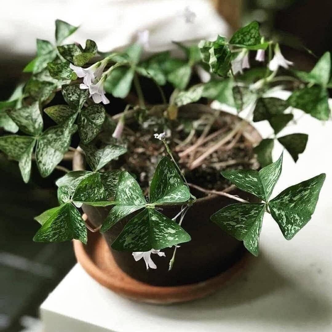 Oxalis Regnelli “Irish Mist” Shamrock/Wood Sorrel (Bulb/Not Plant) – US Seller!