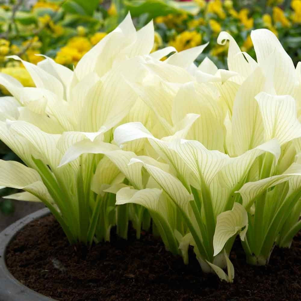 White Feather Hosta Flower Root – Attracts Butterflies and Hummingbirds – Grows