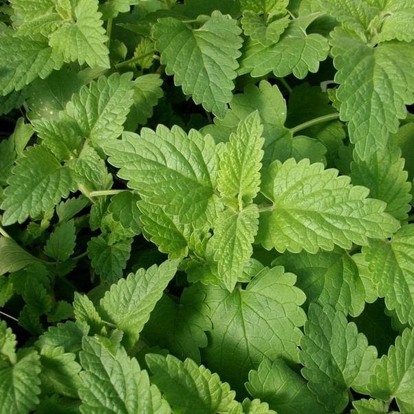 Catnip Seeds | 2,000 Seeds | Heirloom – Non-GMO | Free Shipping | 1164