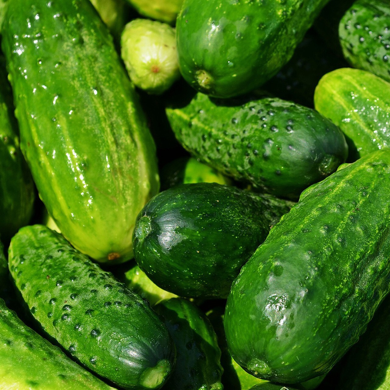 Cucumber Collection | Seeds