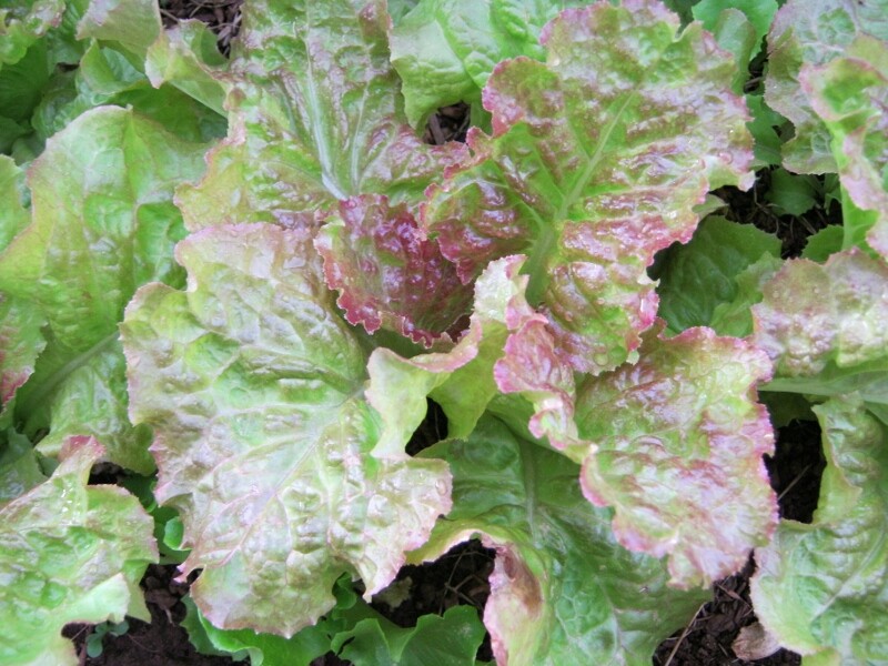 Prizehead Leaf Lettuce, NON-GMO, Heirloom, FREE SHIPPING