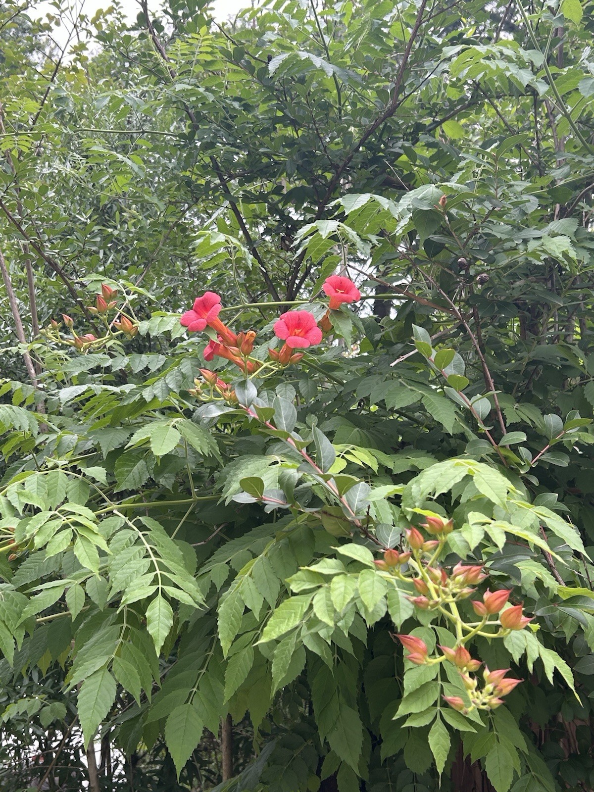 Trumpet Vine Campsis Flowering Vine Seeds Red Orange Green Climbing Outdoor