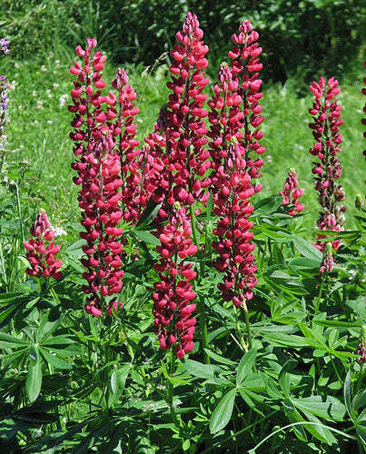 Lupinus polyphyllus | My Castle | Scarlet Red | 10 Seeds