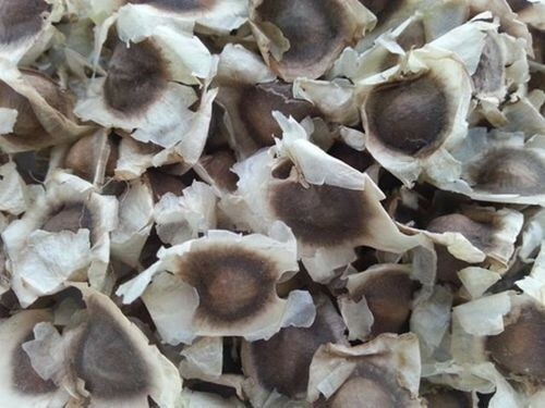 50 Moringa Oleifera Seeds Organic Non GMO Pkm1 Variety 95% Germination Rate