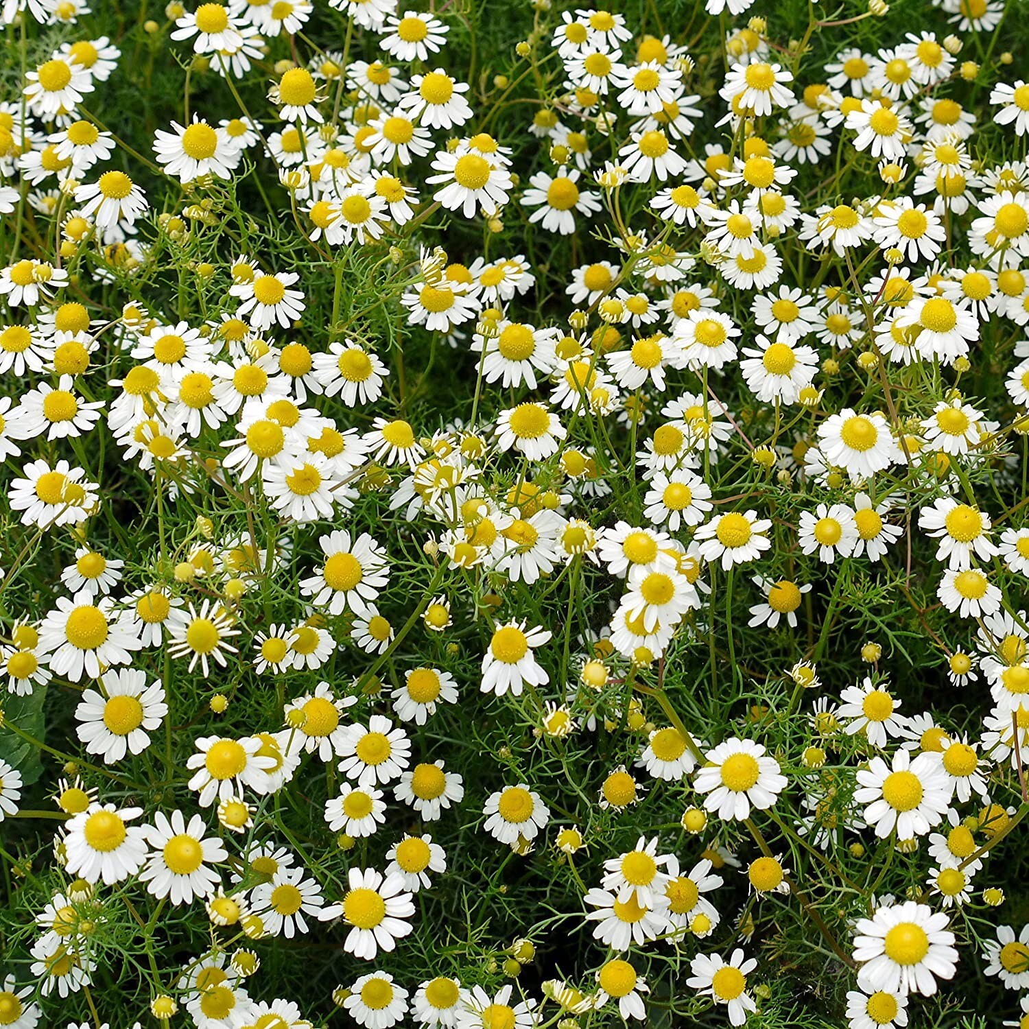 Chamomile Seed fresh crop 600 seeds